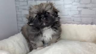 ペキニーズの動画01