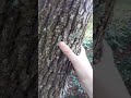 Man Punches Through Tree!