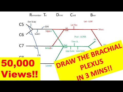 How to draw the brachial plexus in 3 minutes!