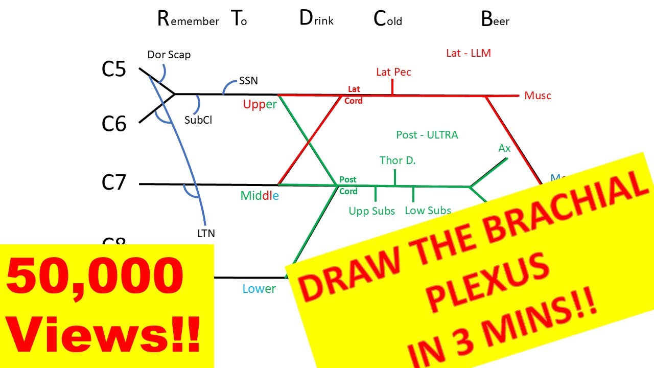 How to draw the brachial plexus in 3 minutes!