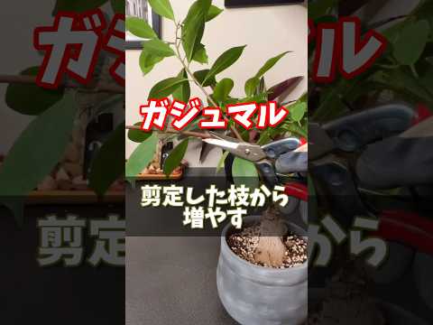 翡翠の木の気根？あなたの植物はあなたに何を伝えようとしているのでしょうか？  庭園