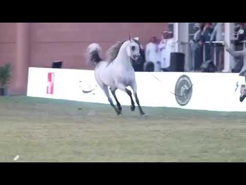 البطل الراقص سنتياقو اتش اف Santiago hf stallion ⭐️