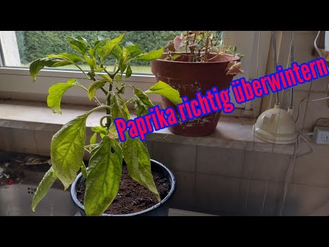 , title : 'Paprika überwintern Paprikapflanzen richtig überwintern und nächstes Jahr Erntevorteil haben'