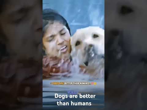 dogs are better than humans ❤️🙏❤️