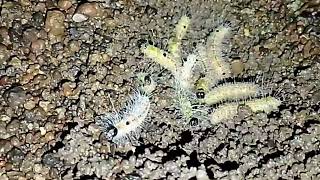 Phát hiện tổ sâu quái dị làm dưới đất là đây