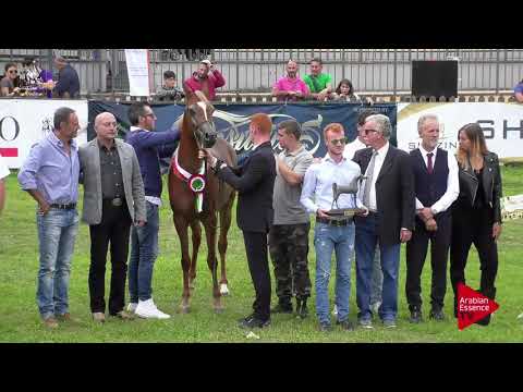 3 rd Place N.22 RK ANDRA - 2017 Italian Nationals - Junior Fillies Championship (Class 17)