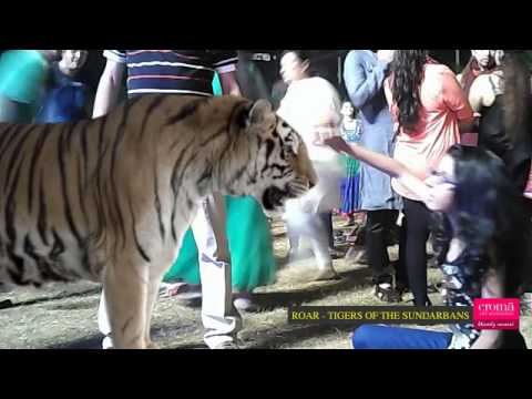 Mihika Face To Face With The Tigers Of The Sundarbans