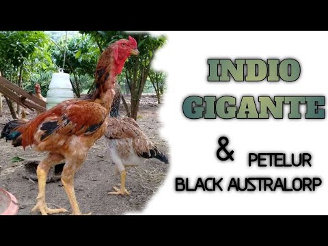 , title : 'Ayam INDIO GIGANTE Ori 💯 Dan Black Australorp'