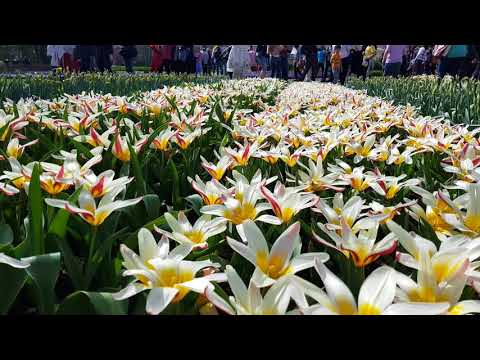 Keukenhof 2018 - The world's most beautiful spring garden