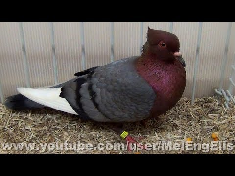 Archangel pigeon Gimpeltaube exhibition