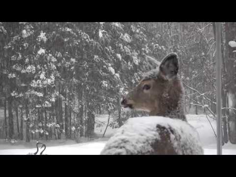 February 11, 2018 - Deer Eating Bird Seed