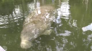 preview picture of video 'Manatee in Weeki Wachee River Canal, Florida'