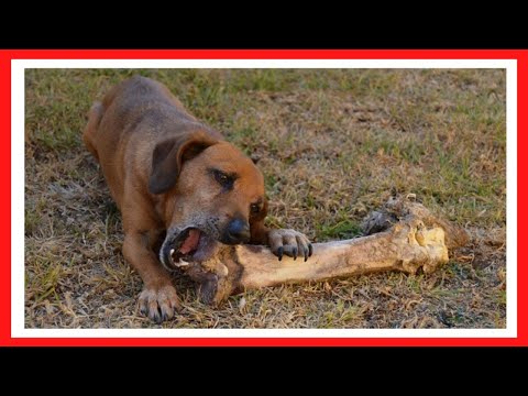 ✅CUALES  son los ALIMENTOS TOXICOS para PERROS✅alimentos toxicos para perros