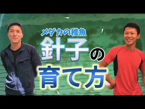 酸性水は稚魚を惑わす