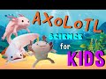 Axolotl | Science for Kids