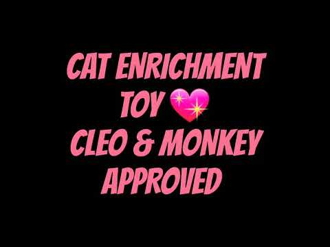 SOME AFTERNOON KITTY CAT ENRICHMENT TOY CUTENESS 💖