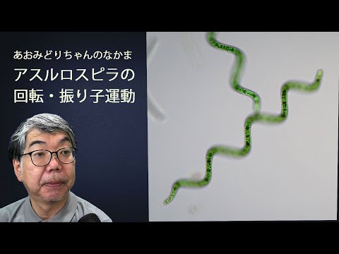 シャグルス・ロマンゾフィアナ