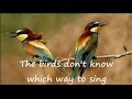 Peter Hammill - The birds (lyrics on clip, version of The Love Songs)