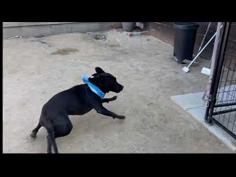 MINA, an adopted Pit Bull Terrier & Labrador Retriever Mix in Pasadena, CA_image-1