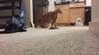 Triscuit Realizes that Shadow is Blind