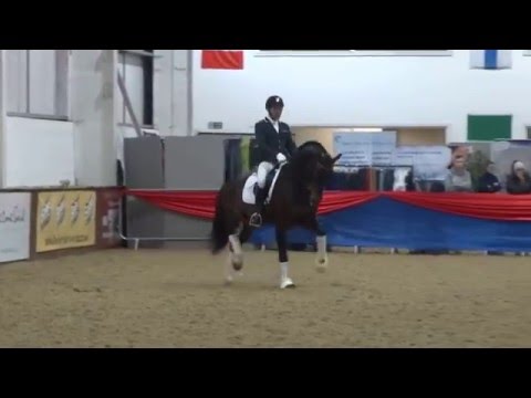 British Stallion Event 2016: Franklin (trot)