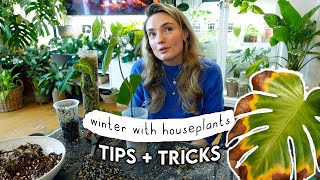 Winter Plant Drama SOLVED 🌱 Keep Your Plants Thriving All Year Round