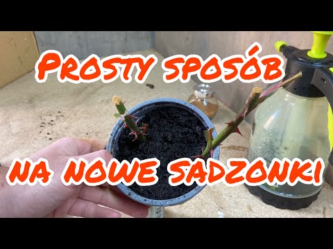 Jak rozmnożyć róże z łodygi? Prosty sposób - łatwy poradnik o rozmnażaniu róż