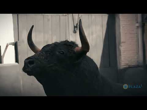 El desembarque de los toros de Cuadri para el Domingo de Ramos