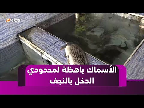 فيديو | النجف.. العائلات محدودة الدخل تئن تحت وطأة أسعار السمك المرتفعة