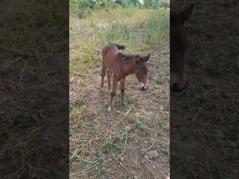 iapa și manzul lui mustata