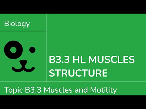 B3.3 HL Muscles Structure [IB Biology HL]