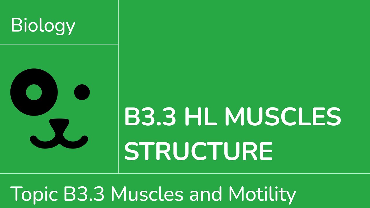 B3.3 HL Muscles Structure [IB Biology HL]