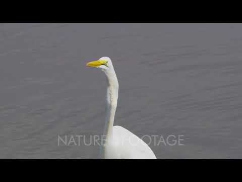 Great egret caught a fish, now swallows it