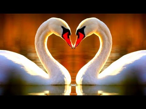 📯WochenBotschaft🌗Halbmond🌗15.1.23 🐚Waa./Sko.🐚Für Die Eine Perle ist Reibung notwendig🤍🦢🤍