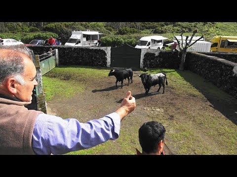 Registo Do Gado - Ganadaria JAF 2019 - Ilha Terceira Açores