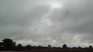 preview picture of video 'East down combine liberation Racing pigeons first race 09YB'