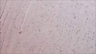 John Morning and Adam Kaszas - Ship In a Bottle (Beck Cover)