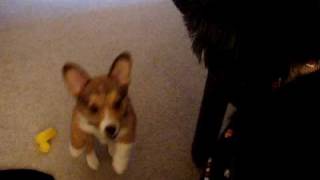 Butterball at 2 months Hanging on Oreo's face