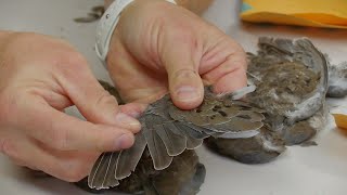 How Hunter Harvest Data Shapes Bag Limits and Season Dates