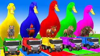 5 Giant Duck Cartoon,Cow,Elephant,Tiger,Lion,Gorilla, Paint Wild Animals Crossing Fountain Animation