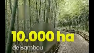 Global Brain's Togo Bamboo Project