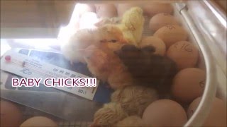 How to Incubate Chicken Eggs
