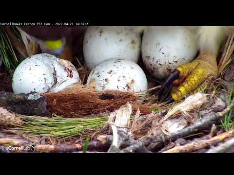 Big Red Checks On Hatching Egg During Windy Day At Cornell Hawks Nest – April 21, 2022