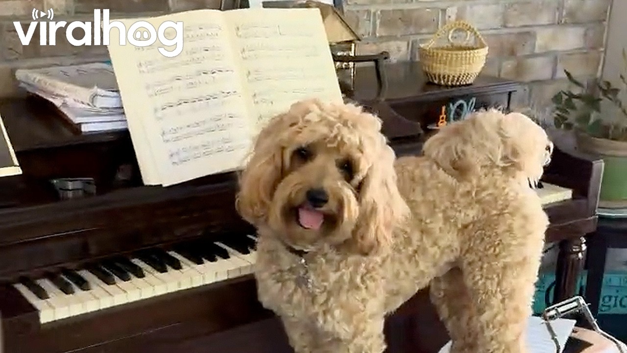 The Pianist Pup Loves His Cookies || ViralHog