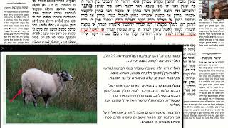 דף יומי מסכת זבחים דף כח Daf yomi Masechet Zevachim page 28  ע"י יוני גוטמן (שיעורי הדף היומי ב-20 דקות – מועבר ע"י ר' יוני גוטמן – לעילוי נשמת אביו ר' אלימלך צבי (צביקה) גוטמן ז"ל) - התמונה מוצגת ישירות מתוך אתר האינטרנט יוטיוב. זכויות היוצרים בתמונה שייכות ליוצרה. קישור קרדיט למקור התוכן נמצא בתוך דף הסרטון