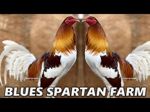 BEAUTIFUL !! Blues Pumpkin Kelso Blueface Spartan Farm California - Beautiful Birds