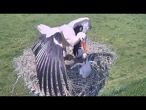 Mother THROWS OUT an Immature baby from nest | Stork bird | White Stork Nest | baby bird | nestwatch
