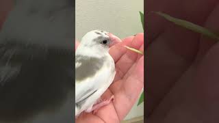 うちに来たばっかりの頃😊 #文鳥