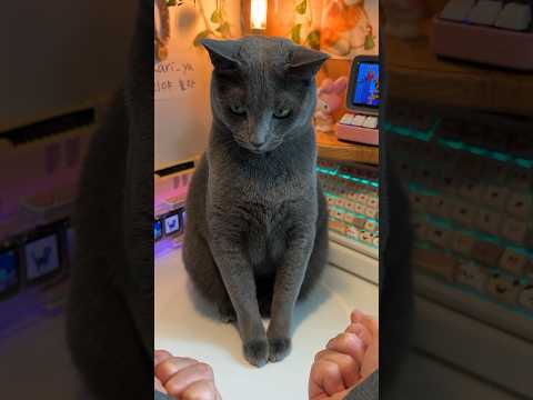 틀렸다는 사실이 믿어지지 않는 고양이