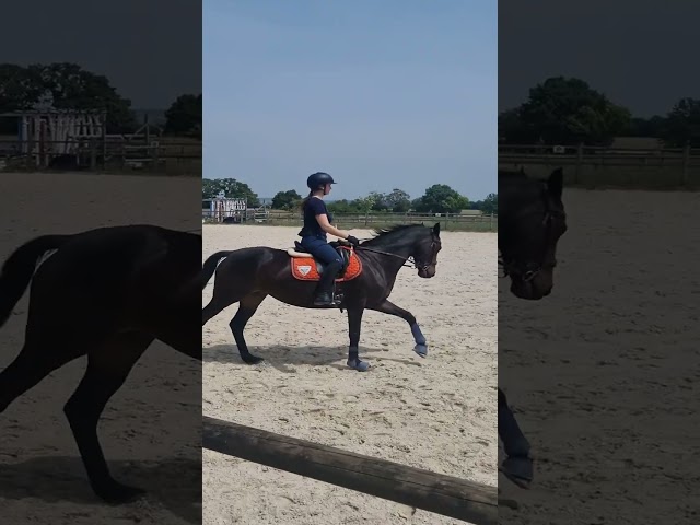 Jument sport/loisirs ou reproduction